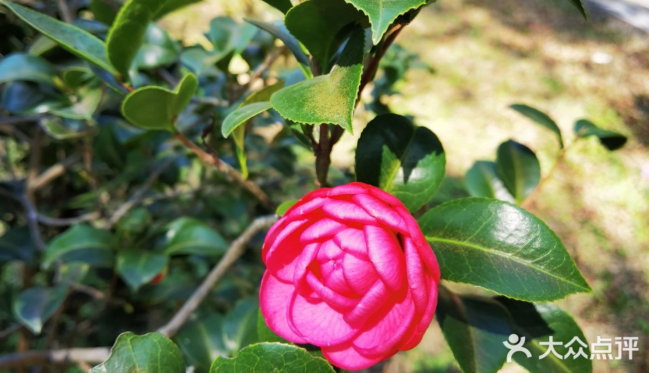 御花園位置就在正門入口右手邊