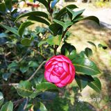 御花園位置就在正門入口右手邊