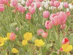 -杭州湾海上花田景区