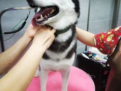-宠福鑫康馨动物医院·骨科·眼科