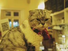 android_upload_pic-猫色咖啡·猫咖