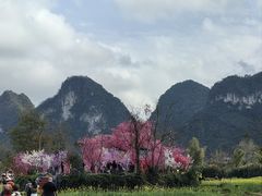-靖西鹅泉风景区