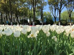 -上海鲜花港