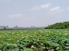 -盘龙城国家考古遗址公园