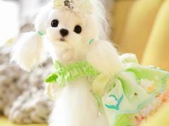 -萌宠之家·腊肠犬·马尔泰·小体犬舍