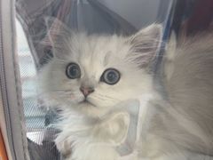 -爱牧宠物医院·猫专科·骨科·内窥镜(甪直店)