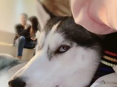 -Husky Go! 哈士奇体验馆·宠物咖啡厅狗咖