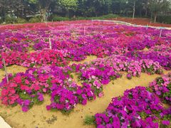 -松山湖梦幻百花洲