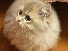 -老吴的猫·猫舍(新区店)