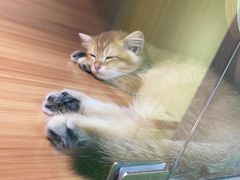 -猫十亿·布偶金渐层·曼基康矮脚猫舍(青年路店)