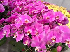 -龙大花卉苗木市场