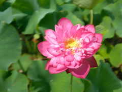 -东平国家森林公园