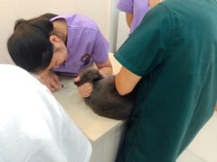 -瑞派康怡24h宠物医院·犬猫医疗中心·微创绝育(瑞景分院)