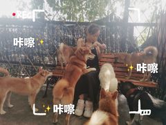-柴犬高等学院·狗咖·柴犬售卖·宠物训练