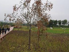 -汉长安城未央宫国家考古遗址公园