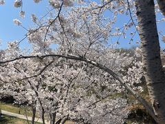 -羊山湖公园