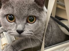 -瑞派康怡24h宠物医院·犬猫医疗中心·微创绝育(瑞景分院)