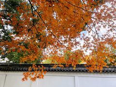 -秋霞圃