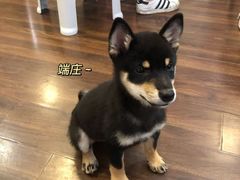 -柯斗斗主题餐厅·狗咖·围炉煮茶·茶饮(国瑞升平里店)