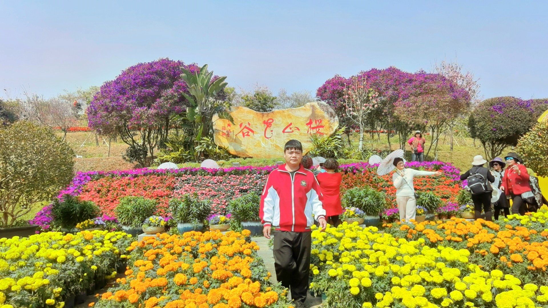 揭阳揭西樱山花谷,广州樱,小乔等品种樱花