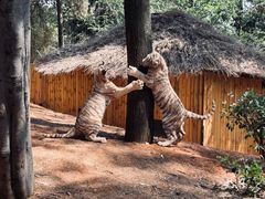 -云南野生动物园