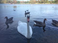 -海德公园