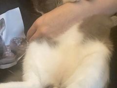 -老吴的猫·猫舍(新区店)