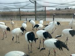 -盐城丹顶鹤湿地生态旅游区