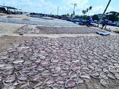 -尼甘布海鲜市场