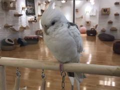 -momokira米努特·德文卷毛猫·棉花面纱犬