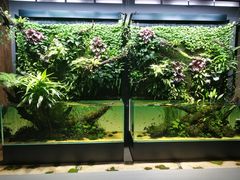 -ADA自然水景世界