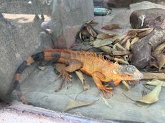-广州长隆飞鸟乐园