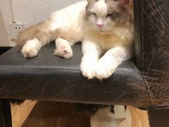 -猫色咖啡·猫咖