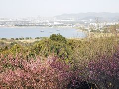 -香雪海