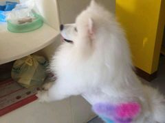 -小伙伴宠物医院·CT·骨科·眼科(高新店)