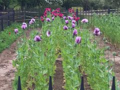 -国家植物园南园