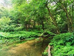 -三垟湿地