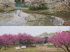 -花开海上生态园