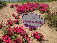 -大塘金香草谷
