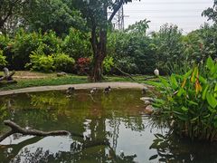-广州长隆飞鸟乐园