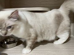 -四月宠物医院·猫专科·心脏专科·内科(转塘店)