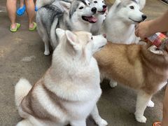 -TrueLove @ Neverland (Husky Cafe)