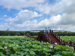 -荷塘月色湿地公园·向阳花洲