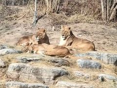 -北京野生动物园