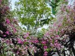 -深圳国际园林花卉博览园