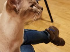 -Cappucimeow猫咪咖啡馆(韦伯时代店)