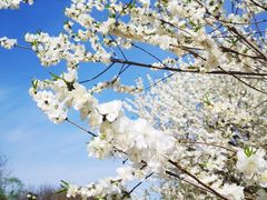 -永定河休闲森林公园