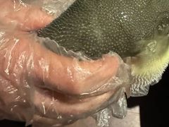 -肆月河豚·淮扬菜·湘菜(华天店)