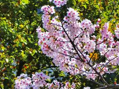 -高东镇樱花园