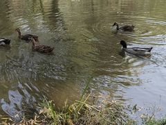 -洛阳市隋唐城遗址植物园